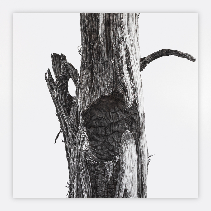 Portrait of the Apocalypse 5, 2025, 39” X 39“, charcoal on paper