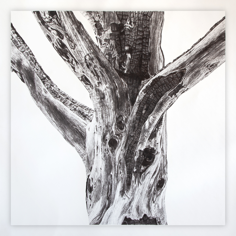 Portrait of the Apocalypse 5, 2023, 39” X 39“, charcoal on paper